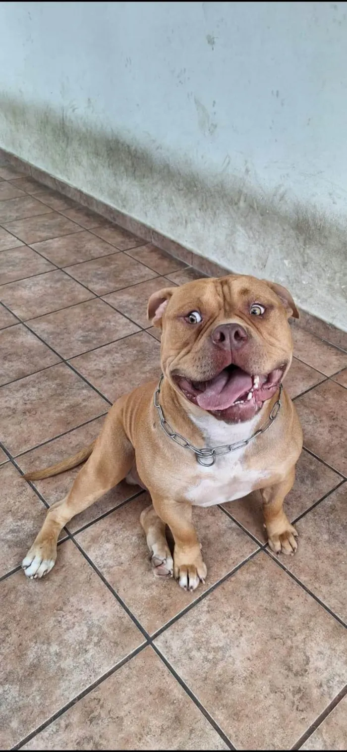Cachorro ra a Pit-Bull idade 2 anos nome Gohan