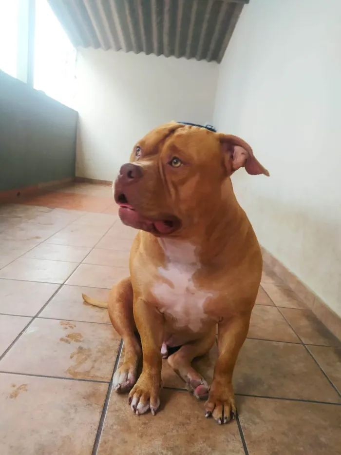Cachorro ra a Pit-Bull idade 2 anos nome Gohan
