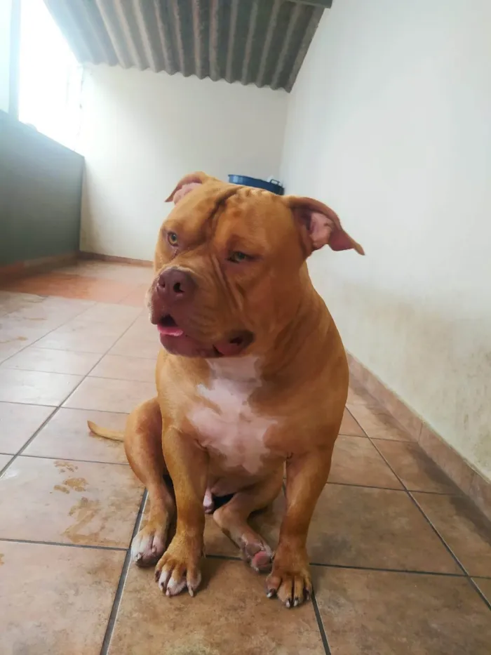 Cachorro ra a Pit-Bull idade 2 anos nome Gohan