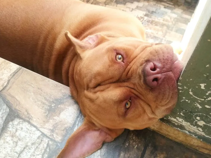 Cachorro ra a Pit-Bull idade 2 anos nome Gohan