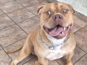 Cachorro raça Pit-Bull idade 2 anos nome Gohan