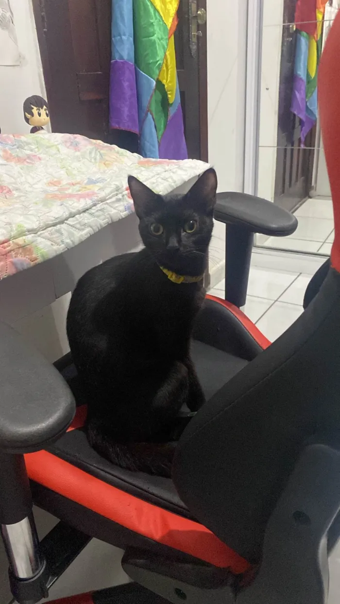 Gato ra a SRD-ViraLata idade 3 anos nome Morgana 