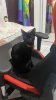 Morgana