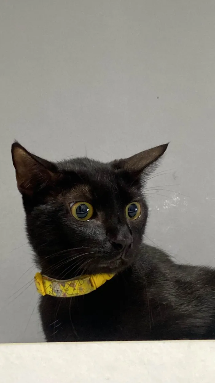 Gato ra a SRD-ViraLata idade 3 anos nome Morgana 