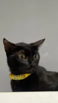 Morgana