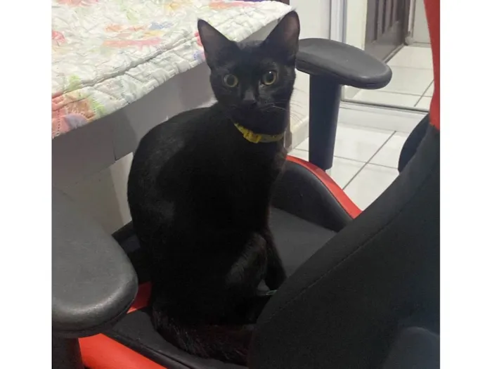 Gato ra a SRD-ViraLata idade 3 anos nome Morgana 