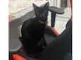 Morgana