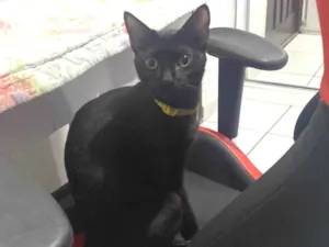 Gato raça SRD-ViraLata idade 3 anos nome Morgana 