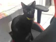 Morgana