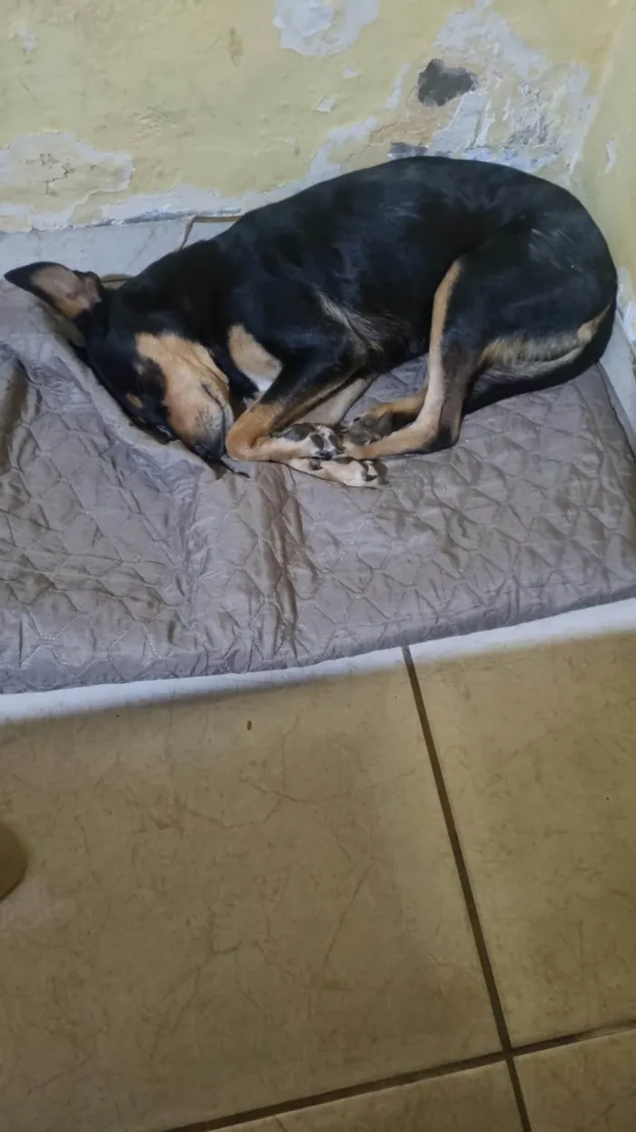 Cachorro ra a SRD-ViraLata idade 3 anos nome Juma