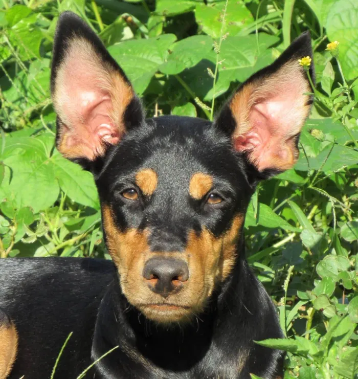 Cachorro ra a SRD-ViraLata idade 3 anos nome Juma