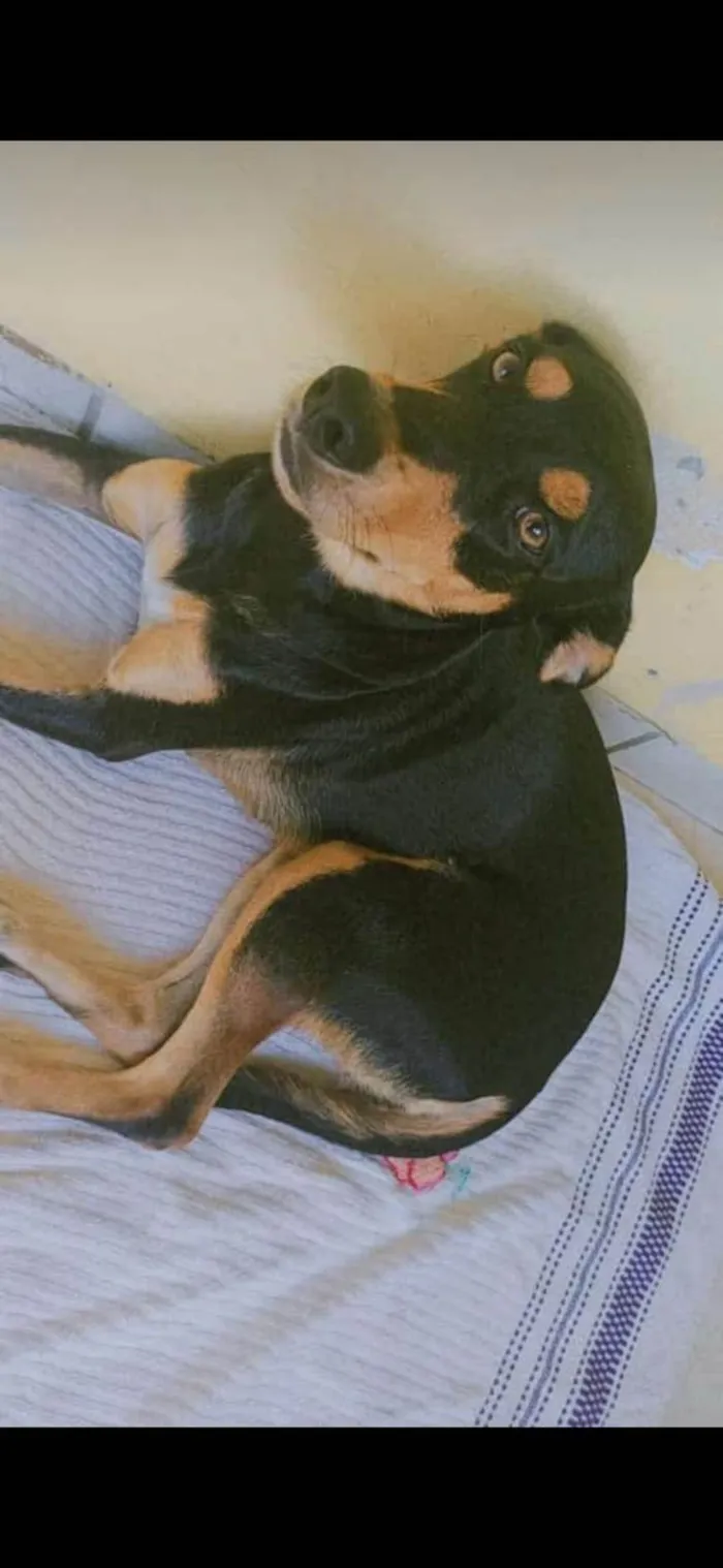 Cachorro ra a SRD-ViraLata idade 3 anos nome Juma