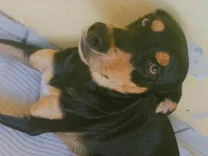 Cachorro raça SRD-ViraLata idade 3 anos nome Juma