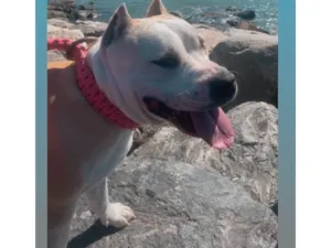 Cachorro raça Pit-Bull idade 5 anos nome Pity