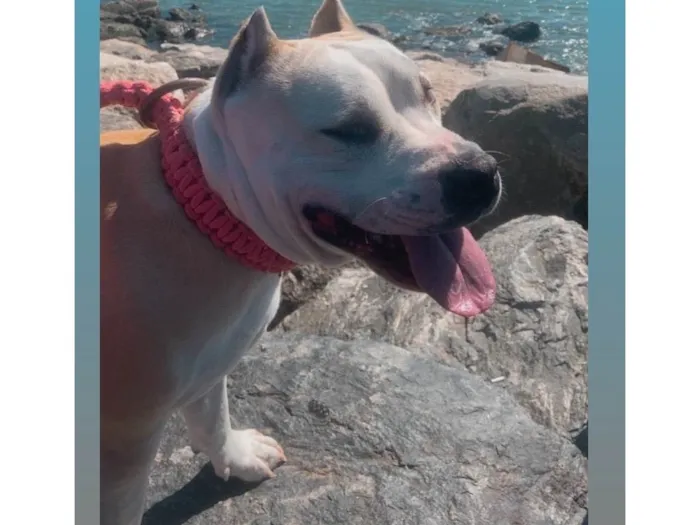 Cachorro ra a Pit-Bull idade 5 anos nome Pity