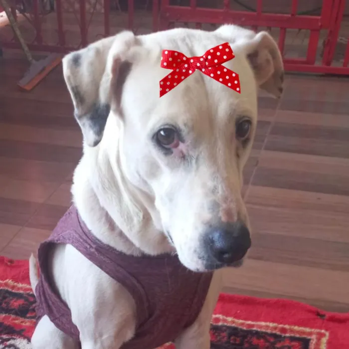 Cachorro ra a SRD-ViraLata idade 7 a 11 meses nome Lucy 