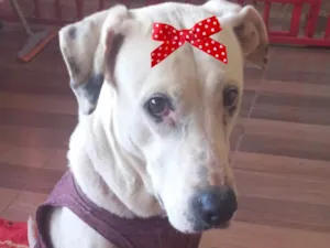 Cachorro raça SRD-ViraLata idade 7 a 11 meses nome Lucy 