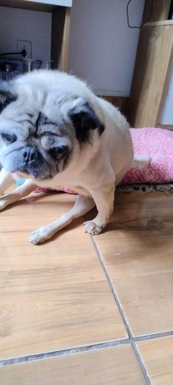 Cachorro ra a SRD-ViraLata idade 6 ou mais anos nome Agata