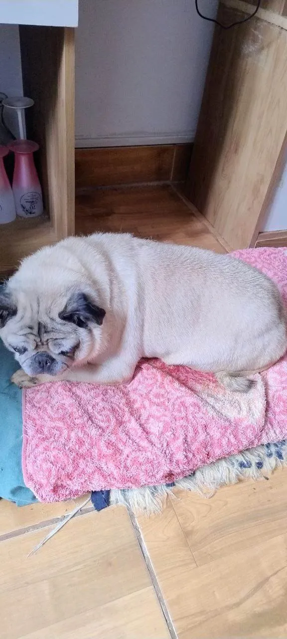 Cachorro ra a SRD-ViraLata idade 6 ou mais anos nome Agata