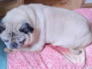 Cachorro raça SRD-ViraLata idade 6 ou mais anos nome Agata