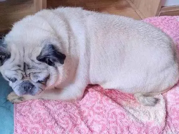 Cachorro ra a SRD-ViraLata idade 6 ou mais anos nome Agata