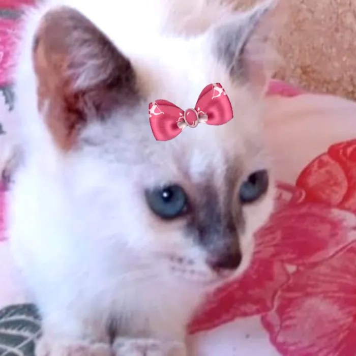 Gato ra a SRD-ViraLata idade 2 a 6 meses nome Susi 