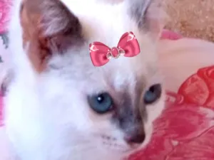 Gato raça SRD-ViraLata idade 2 a 6 meses nome Susi 