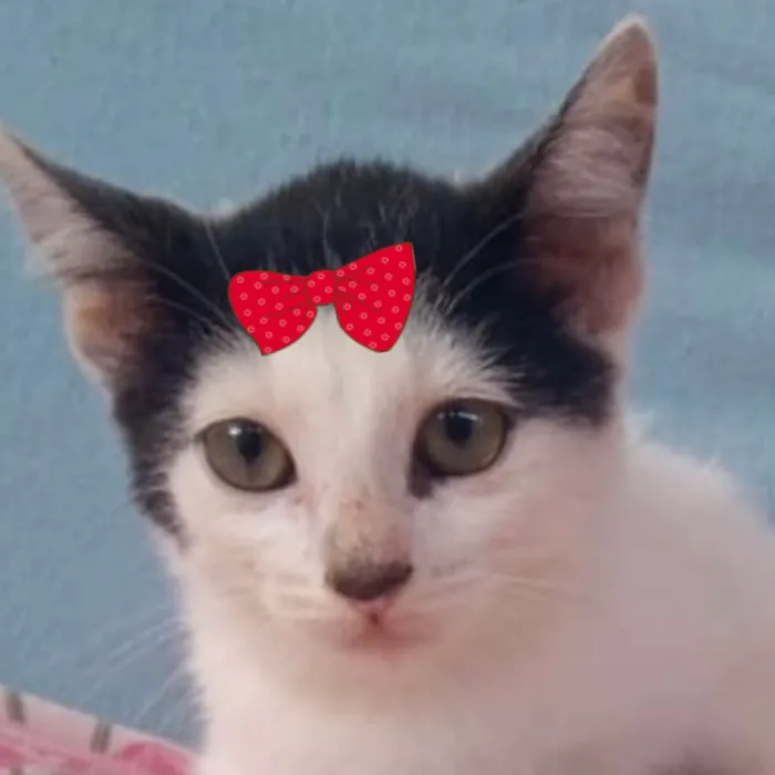 Gato ra a SRD-ViraLata idade 2 a 6 meses nome Nina 