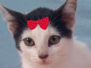 Gato raça SRD-ViraLata idade 2 a 6 meses nome Nina 