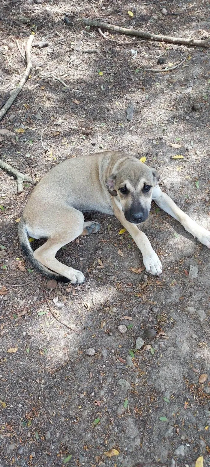 Cachorro ra a SRD-ViraLata idade 2 a 6 meses nome LADY GAGA
