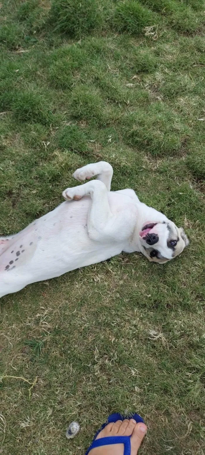 Cachorro ra a SRD-ViraLata idade 2 a 6 meses nome EMILIA CLARKE