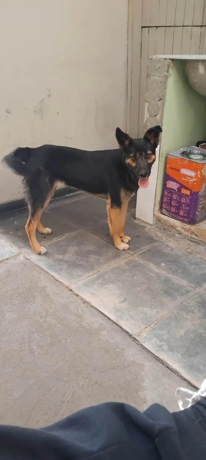 Cachorro ra a Pastor Alemão idade 7 a 11 meses nome Malu