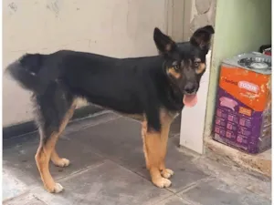 Cachorro raça Pastor Alemão idade 7 a 11 meses nome Malu