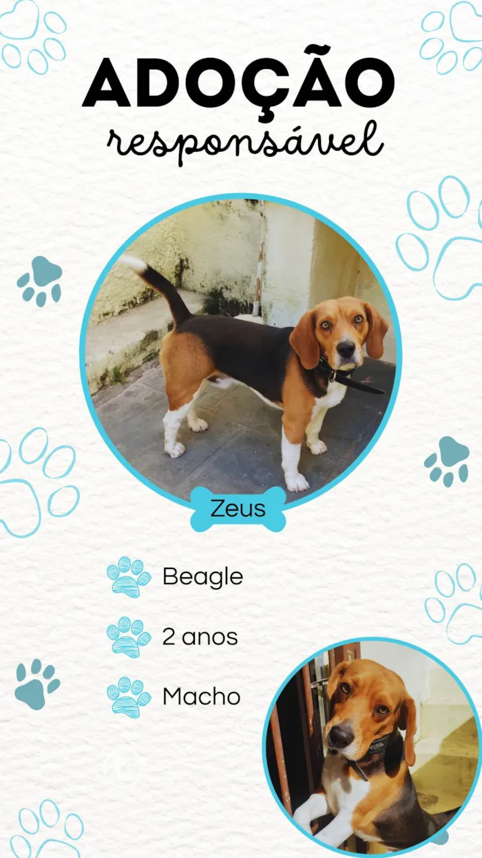 Cachorro ra a Beagle idade 2 anos nome Zeus / Beagle