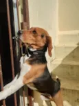 Zeus / Beagle