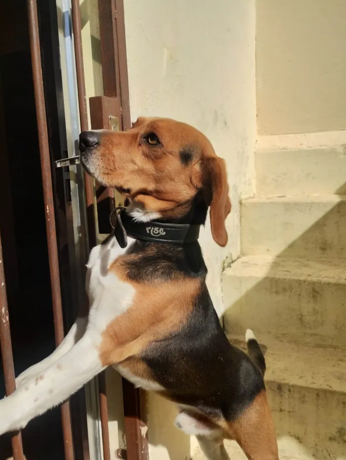 Cachorro ra a Beagle idade 2 anos nome Zeus / Beagle