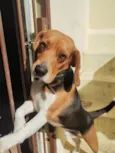 Zeus / Beagle