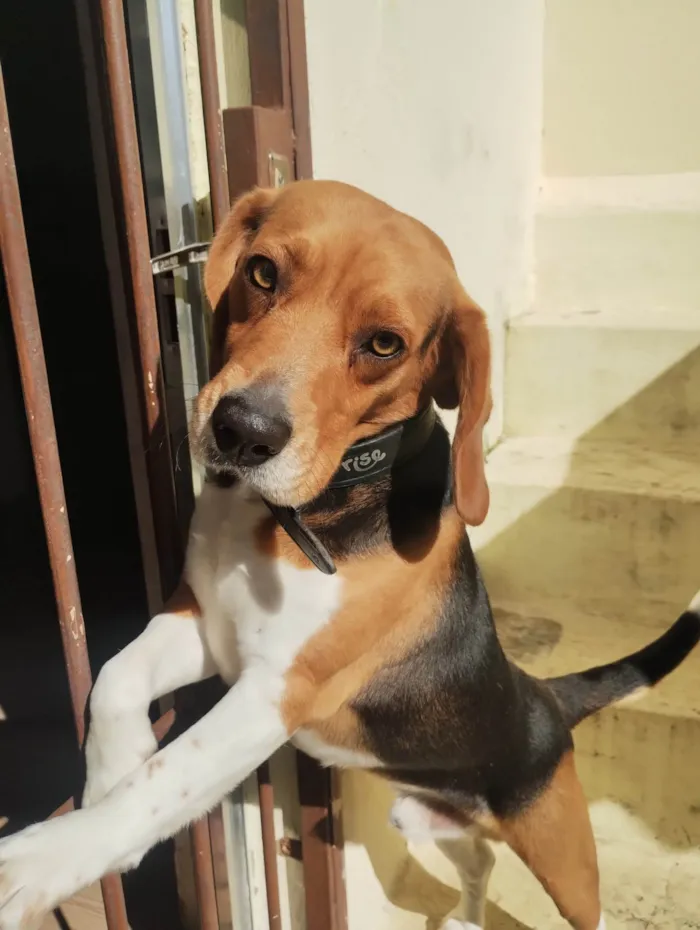 Cachorro ra a Beagle idade 2 anos nome Zeus / Beagle