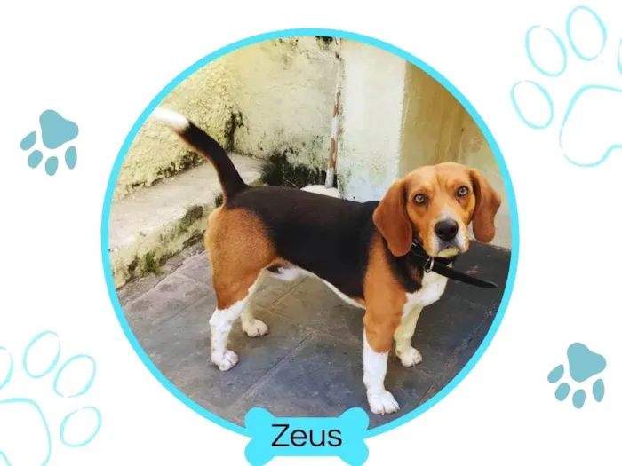 Cachorro ra a Beagle idade 2 anos nome Zeus / Beagle