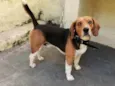 Zeus / Beagle