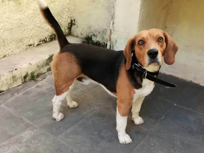 Cachorro ra a Beagle idade 2 anos nome Zeus / Beagle