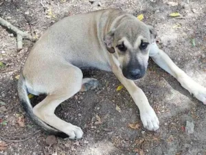 Cachorro raça SRD-ViraLata idade 2 a 6 meses nome LADY GAGA