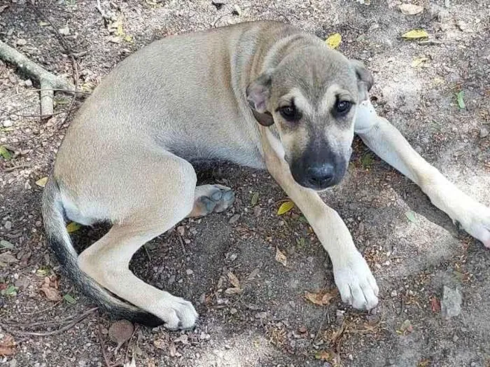 Cachorro ra a SRD-ViraLata idade 2 a 6 meses nome LADY GAGA