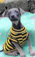 Veludo