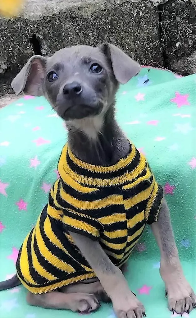 Cachorro ra a SRD-ViraLata idade 2 a 6 meses nome Veludo