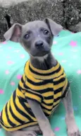 Veludo
