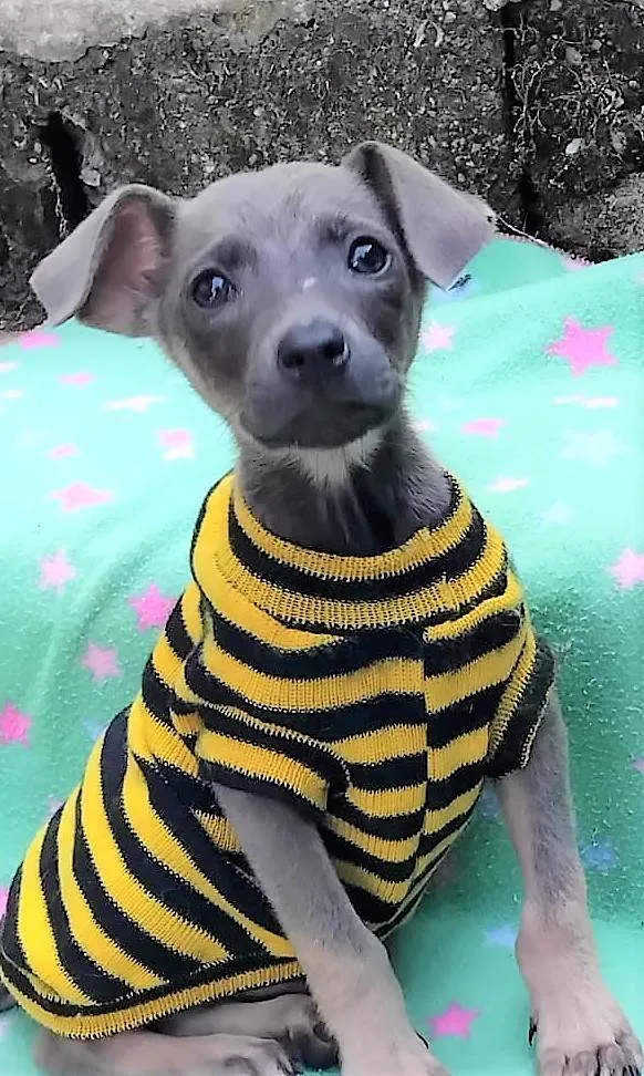 Cachorro ra a SRD-ViraLata idade 2 a 6 meses nome Veludo