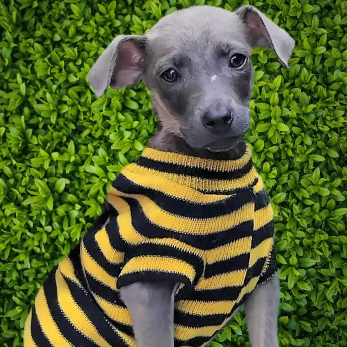 Cachorro ra a SRD-ViraLata idade 2 a 6 meses nome Veludo