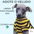 Veludo