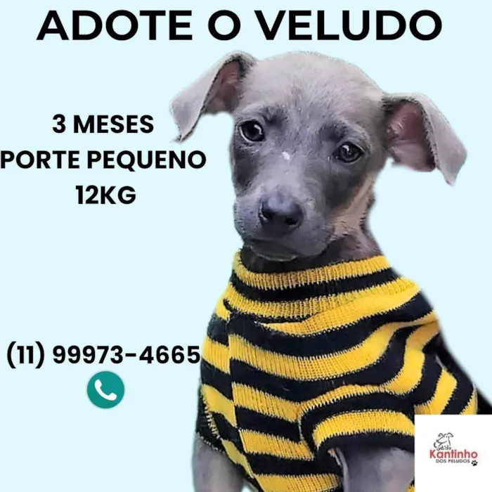 Cachorro ra a SRD-ViraLata idade 2 a 6 meses nome Veludo